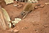 leipzig zoo-01_07_2011_zoo_allgemein_360